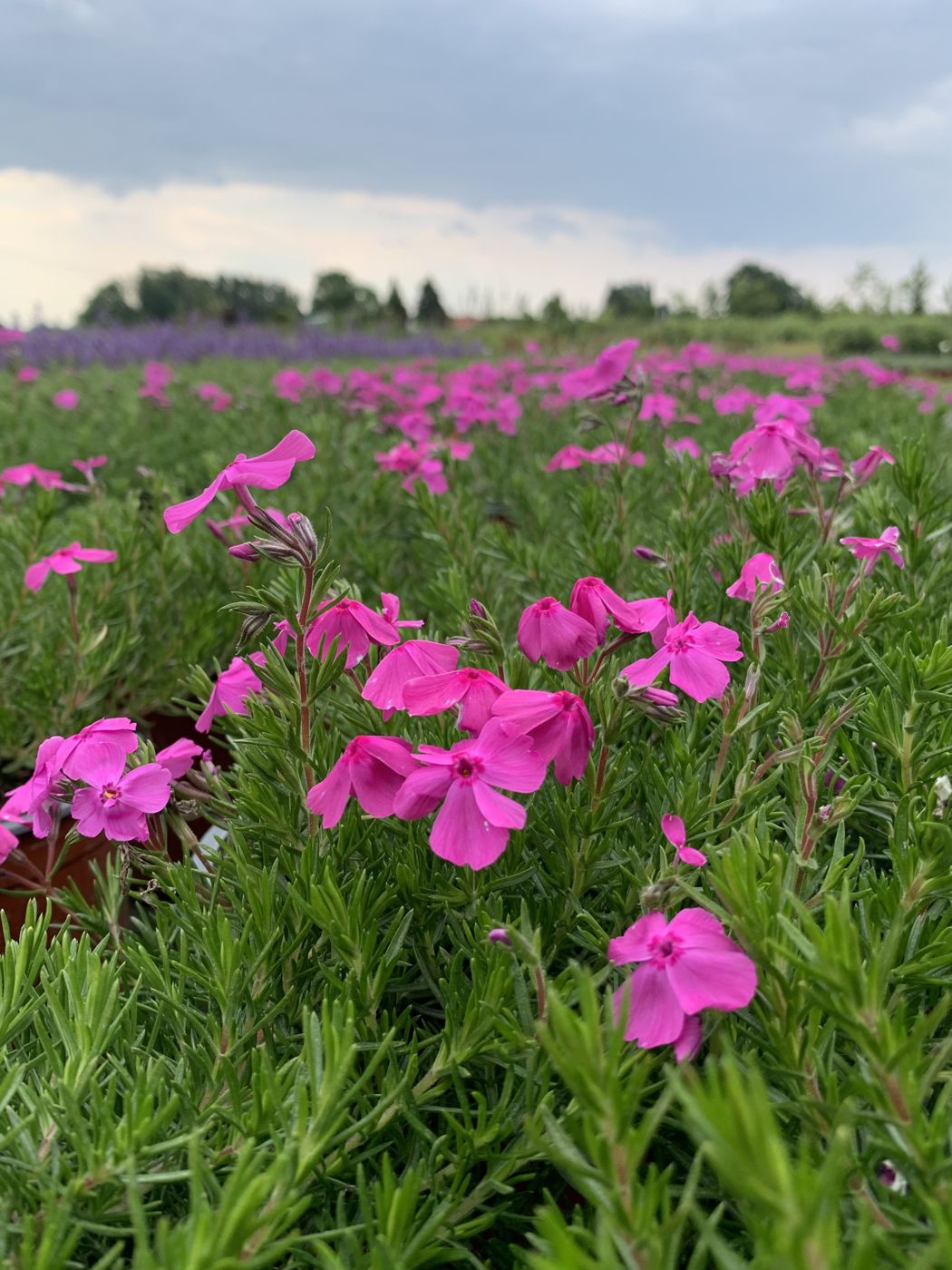 Kwatera floksów w szkółce